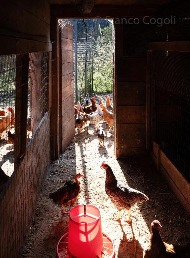 Agriturismo Borgo Titol Tramonti di Sopra ภายนอก รูปภาพ